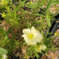 Arenaria 'Lemon Ice'